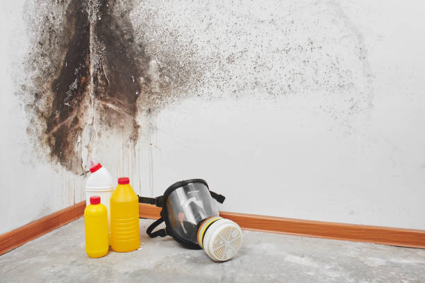 Mold Testing and Removal in Los Lunas, NM