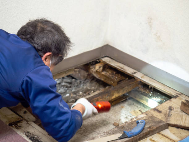 Best Mold Removal Specialists  in Los Lunas, NM