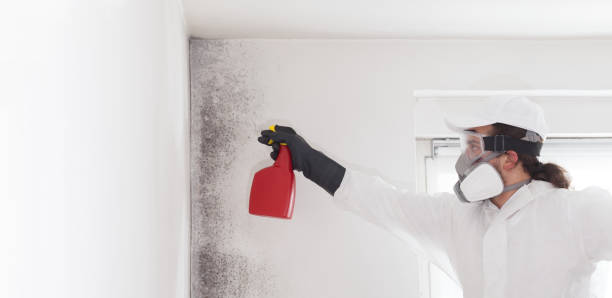 Best Attic Mold Removal  in Los Lunas, NM