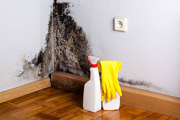 Best Emergency Mold Removal  in Los Lunas, NM